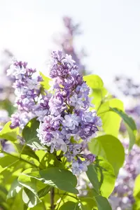 Syringa vulgaris 'Carpe Diem'? - C5 / 2-3 branches