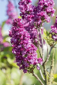 Syringa vulgaris 'Charles Joly' - SOLITAIR 150-175 CM C35 - image 2