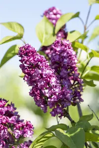 Syringa vulgaris 'Charles Joly' - SOLITAIR 150-175 CM C35 - image 4