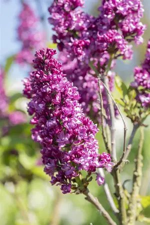 Syringa vulgaris 'Charles Joly' - 60-80 CM RB - image 2