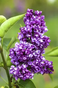 Syringa vulgaris 'Charles Joly' - 100 CM STEM RB - image 1