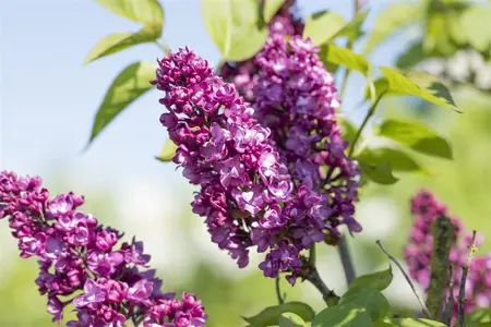 Syringa vulgaris 'Charles Joly' - SOLITAIR 150-175 CM C35 - image 3