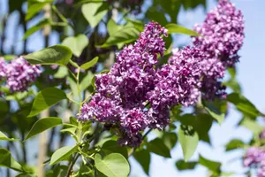 Syringa vulgaris 'Charles Joly' - SOLITAIR 150-175 CM C35 - image 5