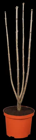 Syringa vulgaris 'Charles Joly' - 100-125 CM C15 - image 1