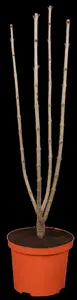 Syringa vulgaris 'Charles Joly' - 100-125 CM C15 - image 5