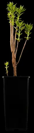 Syringa vulgaris 'Charles Joly' - 100-125 CM C15 - image 2