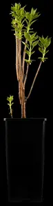 Syringa vulgaris 'Charles Joly' - 1/2 STEM C3 - image 2