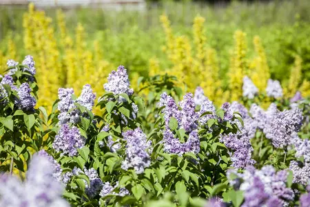 Syringa vulgaris 'Decaisne' - 60-80 CM RB - image 2