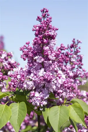 Syringa vulgaris 'General Pershing' - 125-150 CM C10 - image 1
