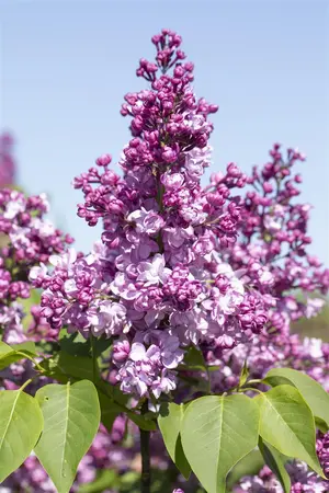 Syringa vulgaris 'General Pershing' - 3 Ltr pot - image 1