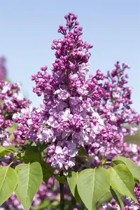 Syringa vulgaris 'General Pershing' - 3 Ltr pot - image 1