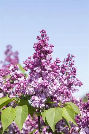 Syringa vulgaris 'General Pershing' - 3 Ltr pot - image 2