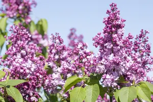 Syringa vulgaris 'General Pershing' - 125-150 CM C10 - image 3