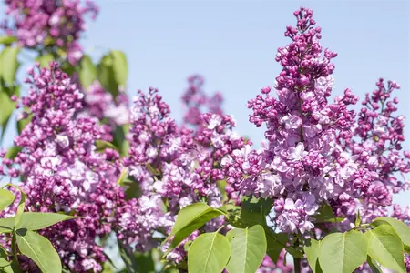 Syringa vulgaris 'General Pershing' - 3 Ltr pot - image 3