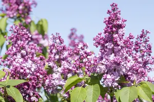 Syringa vulgaris 'General Pershing' - 3 Ltr pot - image 3