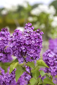 Syringa vulgaris 'Katherine Havemeyer' - 80 CM STEM C5 - image 3