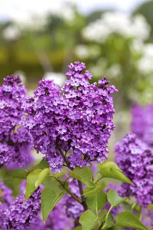 Syringa vulgaris 'Katherine Havemeyer' - 120 CM STEM C10