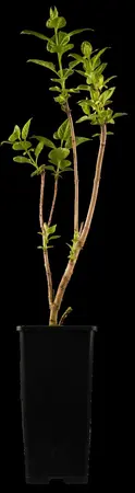 Syringa vulgaris 'Katherine Havemeyer' - 80 CM STEM C5 - image 2