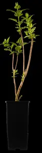 Syringa vulgaris 'Katherine Havemeyer' - 80 CM STEM C5 - image 2