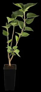 Syringa vulgaris 'Katherine Havemeyer' - 80 CM STEM C5 - image 1