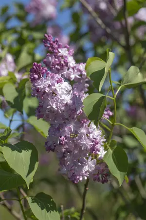 Syringa vulgaris 'Michel Buchner' - 80-100 CM C15 - image 2