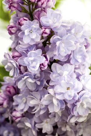 Syringa vulgaris 'Michel Buchner' - 1/2 STDS RB - image 1