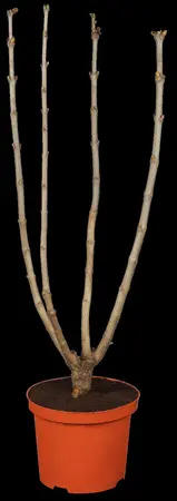 Syringa vulgaris 'Michel Buchner' - 80 CM STEM 7.5 L - image 1