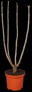 Syringa vulgaris 'Michel Buchner' - 40-50 CM C4 - image 4