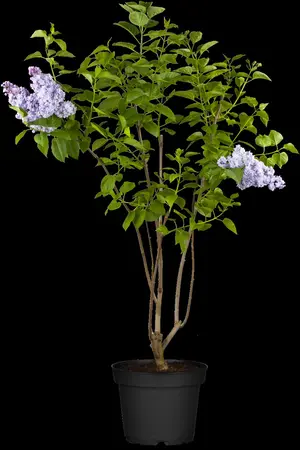 Syringa vulgaris 'Michel Buchner' - SOLITAIR 125-150 CM C25 - image 2