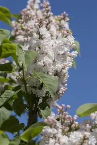 Syringa vulgaris 'Miss Ellen Willmott'