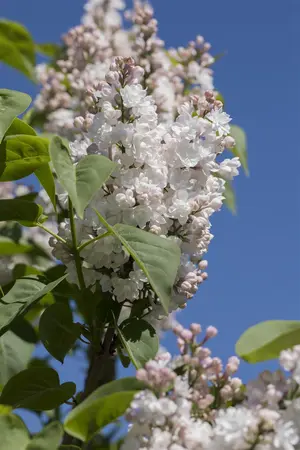 Syringa vulgaris 'Miss Ellen Willmott' - 60-80 CM RB