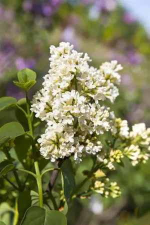 Syringa vulgaris 'Mme Florent Stepman' - 50-60 CM C4.5 - image 3