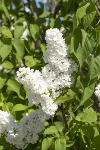 Syringa vulgaris 'Mme Florent Stepman' - 50-60 CM C4.5 - image 5