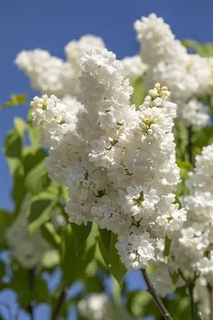 Syringa vulgaris 'Mme Florent Stepman' - 40-50 CM C3 - image 4