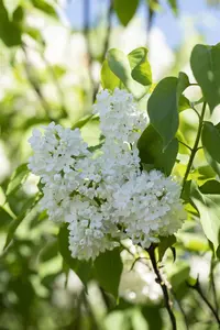 Syringa vulgaris 'Mme Florent Stepman' - 40-50 CM C3 - image 5