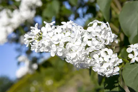 Syringa vulgaris 'Mme Florent Stepman' - 50-60 CM C4.5 - image 2