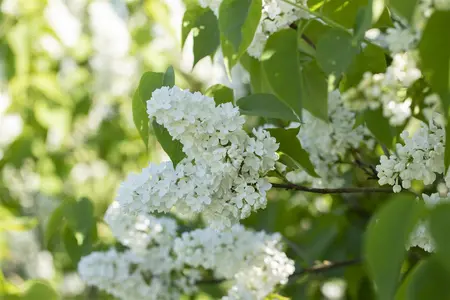 Syringa vulgaris 'Mme Florent Stepman' - 90 CM STEM 7.5 L - image 4