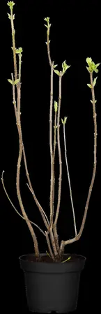 Syringa vulgaris 'Mme Florent Stepman' - 50-60 CM C4.5 - image 4