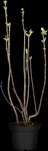 Syringa vulgaris 'Mme Florent Stepman' - 2.5 Ltr pot - image 4