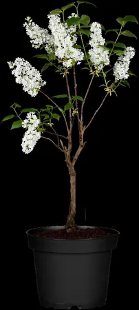 Syringa vulgaris 'Mme Florent Stepman' - 2.5 Ltr pot - image 1