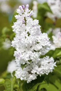 Syringa vulgaris 'Mme Lemoine' - 5 Ltr pot - image 4