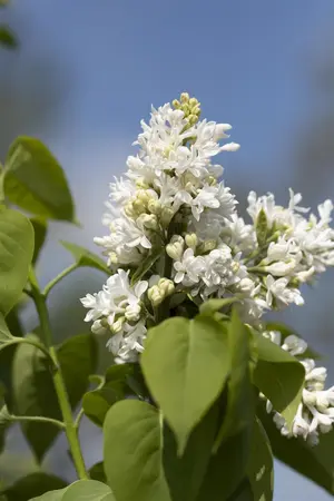 Syringa vulgaris 'Mme Lemoine' - 5 Ltr pot - image 5