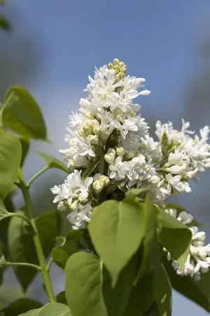 Syringa vulgaris 'Mme Lemoine' - BUSH 5-8 BR C12 - image 2