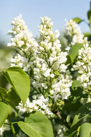 Syringa vulgaris 'Mme Lemoine' - BUSH 5-8 BR C12 - image 4
