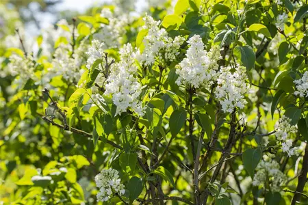 Syringa vulgaris 'Mme Lemoine' - BUSH 5-8 BR C12 - image 5