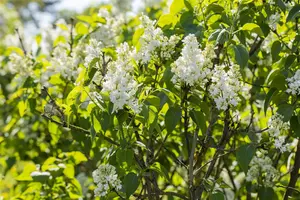 Syringa vulgaris 'Mme Lemoine' - BUSH 5-8 BR C12 - image 5