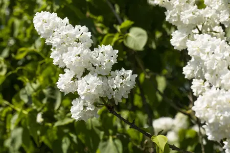 Syringa vulgaris 'Mme Lemoine' - 1/2 STD C50 - image 3