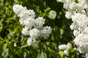 Syringa vulgaris 'Mme Lemoine' - 1/2 STD C50 - image 3