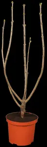 Syringa vulgaris 'Mme Lemoine' - 150 CM STEM C10 - image 1