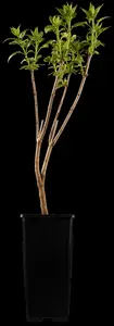Syringa vulgaris 'Mme Lemoine' - 150 CM STEM C10 - image 2